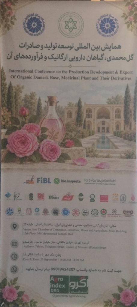 مزرعه گل محمدی و برداشت گل برای تولید گلاب و اسانس